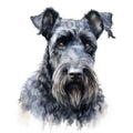 kerry blue terrier