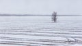 Watercolor painting landscape lonely dead tree in the winter season. Royalty Free Stock Photo