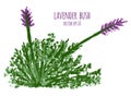 Watercolor painting of lavender bush vectorized