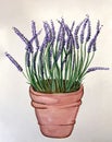 Watercolor painting lavender in a pot on a white background