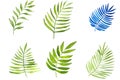 Watercolor painting leaves set isolated and pathed on white background. leaves are long green and blue. Royalty Free Stock Photo