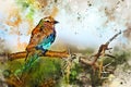 Watercolor painting of Lilac-breasted roller or Coracias caudatus perches