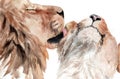 Watercolor painting lions couple in love. kiss the lion Royalty Free Stock Photo