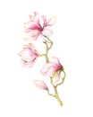 Watercolor Painting Magnolia blossom flower wallpaper decoration Royalty Free Stock Photo