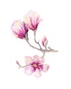 Watercolor Painting Magnolia blossom flower wallpaper decoration Royalty Free Stock Photo