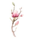 Watercolor Painting Magnolia blossom flower wallpaper decoration Royalty Free Stock Photo