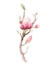 Watercolor Painting Magnolia blossom flower wallpaper decoration