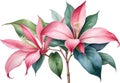 Watercolor painting of Medinilla flower. Ai-Generated Royalty Free Stock Photo