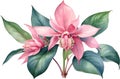 Watercolor painting of Medinilla flower. Ai-Generated Royalty Free Stock Photo