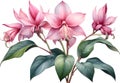 Watercolor painting of Medinilla flower. Ai-Generated Royalty Free Stock Photo