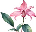 Watercolor painting of Medinilla flower. Ai-Generated Royalty Free Stock Photo