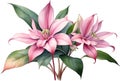 Watercolor painting of Medinilla flower. Ai-Generated Royalty Free Stock Photo