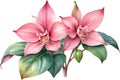 Watercolor painting of Medinilla flower. Ai-Generated Royalty Free Stock Photo