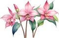 Watercolor painting of Medinilla flower. Ai-Generated Royalty Free Stock Photo