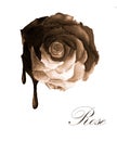 Watercolor painting of Melting chocolate rose