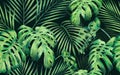 Watercolor painting monstera,coconut leaves seamless pattern on dark background.Watercolor hand drawn illustration tropical exotic Royalty Free Stock Photo