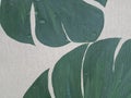 Monstera leaves