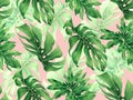 Watercolor painting monstera leaves seamless pattern on pink background.Watercolor hand drawn illustration tropical exotic leaf pr Royalty Free Stock Photo