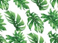 Watercolor painting monstera leaves seamless pattern on white background.Watercolor hand drawn illustration tropical exotic leaf p Royalty Free Stock Photo