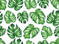 Watercolor painting monstera leaves seamless pattern on white background.Watercolor hand drawn illustration tropical exotic leaf p Royalty Free Stock Photo