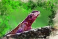 Watercolor painting of Mwanza flat-headed rock agama