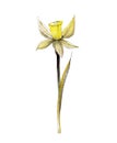 Yellow daffodil, watercolor hand painted on white background, narcissus isolated background.