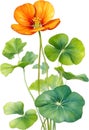 Watercolor painting of Nasturtium flower. Illustration of flowers. AI-Generated. Royalty Free Stock Photo