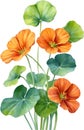 Watercolor painting of Nasturtium flower. Illustration of flowers. AI-Generated. Royalty Free Stock Photo