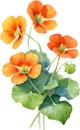 Watercolor painting of Nasturtium flower. Illustration of flowers. AI-Generated. Royalty Free Stock Photo