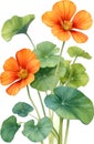 Watercolor painting of Nasturtium flower. Illustration of flowers. AI-Generated. Royalty Free Stock Photo