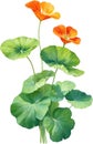 Watercolor painting of Nasturtium flower. Illustration of flowers. AI-Generated. Royalty Free Stock Photo