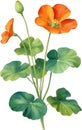Watercolor painting of Nasturtium flower. Illustration of flowers. AI-Generated. Royalty Free Stock Photo