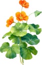 Watercolor painting of Nasturtium flower. Illustration of flowers. AI-Generated. Royalty Free Stock Photo