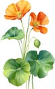 Watercolor painting of Nasturtium flower. Illustration of flowers. AI-Generated. Royalty Free Stock Photo