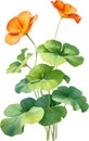 Watercolor painting of Nasturtium flower. Illustration of flowers. AI-Generated. Royalty Free Stock Photo