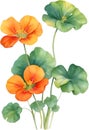 Watercolor painting of Nasturtium flower. Illustration of flowers. AI-Generated. Royalty Free Stock Photo