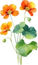 Watercolor painting of Nasturtium flower. Illustration of flowers. AI-Generated. Royalty Free Stock Photo