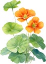 Watercolor painting of Nasturtium flower. Illustration of flowers. AI-Generated. Royalty Free Stock Photo