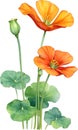 Watercolor painting of Nasturtium flower. Illustration of flowers. AI-Generated. Royalty Free Stock Photo