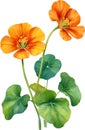 Watercolor painting of Nasturtium flower. Illustration of flowers. AI-Generated. Royalty Free Stock Photo