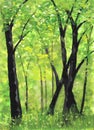 Watercolor painting nature background of forest with trees on paper. landscape. illustration for spring or autumn and tropical. Royalty Free Stock Photo