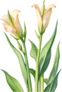 Watercolor painting of Okra flower. Ai-Generated