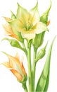 Watercolor painting of Okra flower. Ai-Generated