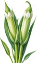 Watercolor painting of Okra flower. Ai-Generated