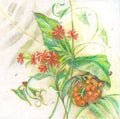 Watercolor painting of orange ashberry and red flowers