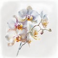 Watercolor painting of orchid flowers, isolated on white background. Royalty Free Stock Photo