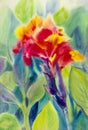 Watercolor painting original flower colorful of red Canna Lily flower