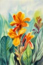 Watercolor painting original landscape orange color of Canna lily flowers. Royalty Free Stock Photo