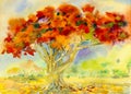 Watercolor painting original landscape orange color of Peacock flowers Royalty Free Stock Photo