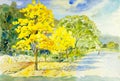 Watercolor painting original landscape yellow color of golden tree flower Royalty Free Stock Photo